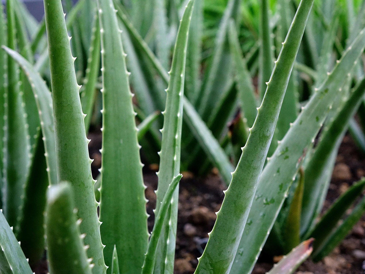 Aloe Vera Pura: La Guida Completa per la Tua Pelle